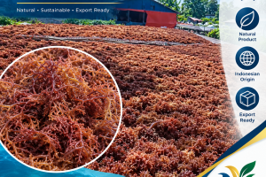 Indonesian Seaweed